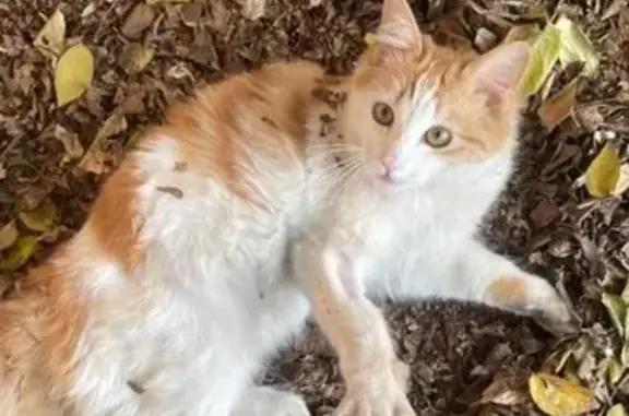 Missing Ginger-White Kitten in Brakpan