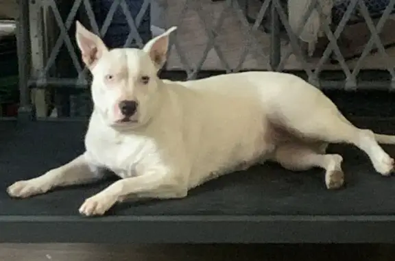 Lost: White Female Staffy Cross, Deaf - Fairfield