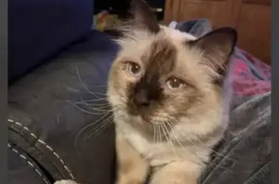 Chat Sacré de Birmanie perdu à Ste-Hélène-du-Lac - photo