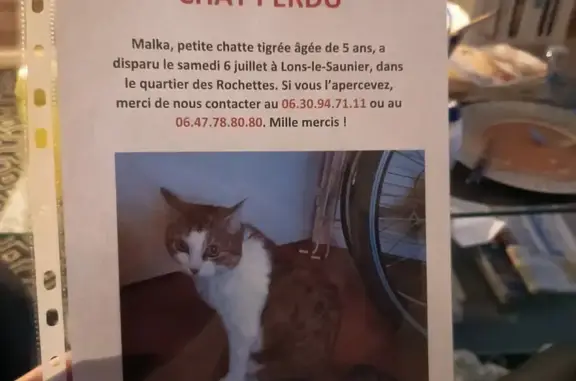 Animaux perdus Lons-le-Saunier, photo: Chatte tigrée blanche disparue à Lons