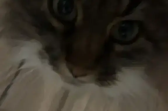 Chat perdu, , photo: Chat castré dodu perdu à Grazay
