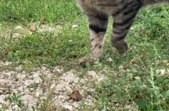 Chat perdu, Montoison, photo: Chat tigré Rio disparu à Montoison