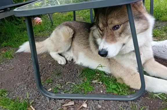 Chien perdu , photo : Chien perdu à Laval, 10 ans, Neussargues