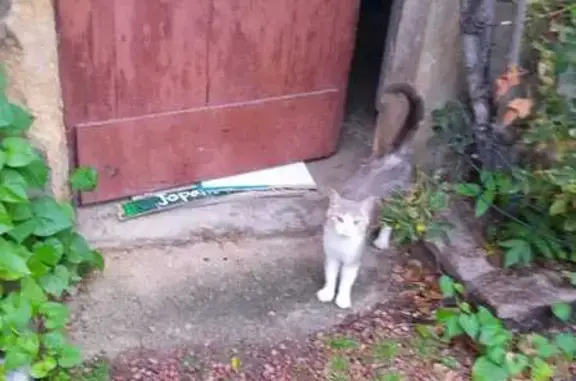 Chatte blanche et grise trouvée à Roanne - photo