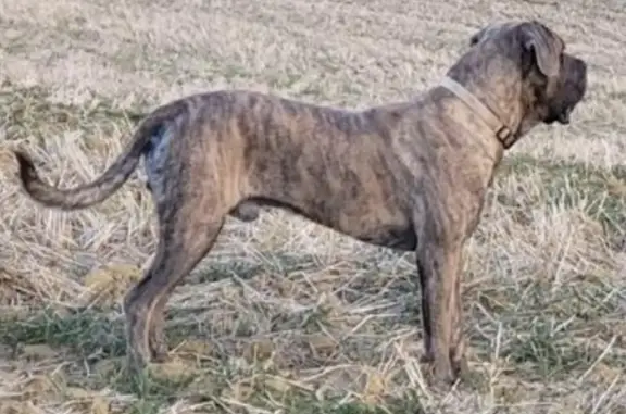Chien Cane Corso Bringé Perdu à Saint-Nauphary - photo