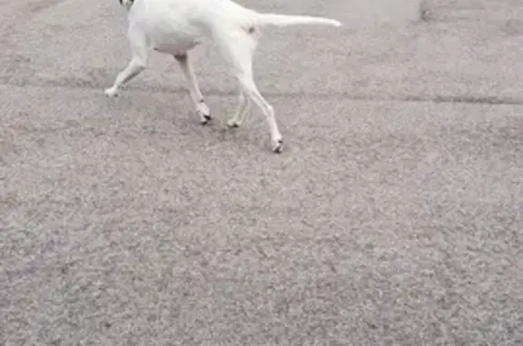 Chienne blanche trouvée, Rue Grande, Moloy - photo