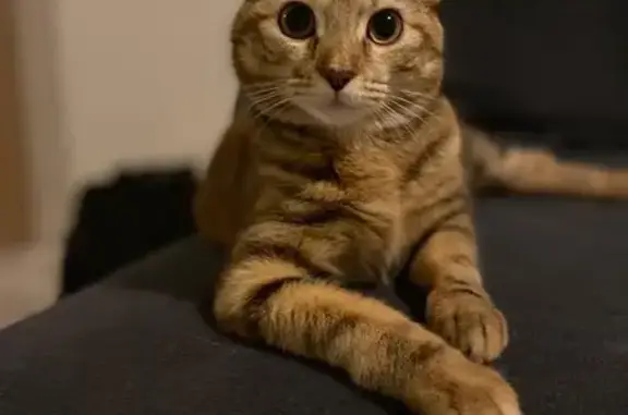 Animaux perdus , photo: Chat perdu, joueuse et sociable, Doué-en-Anjou