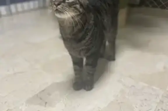 Chat perdu, Cabestany, photo: Chat de gouttière mâle perdu à Cabestany