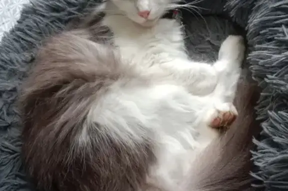 Chat perdu, , photo: Chatte Sushie perdue, collier rose, Champagnac