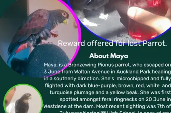 Lost Bronzewing Parrot in Auckland Park