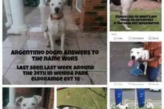 Lost Dog: White Dogo Argentino in Centurion