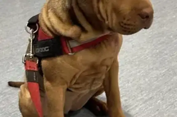 Missing Red Shar Pei Puppy - Holdfast Bay