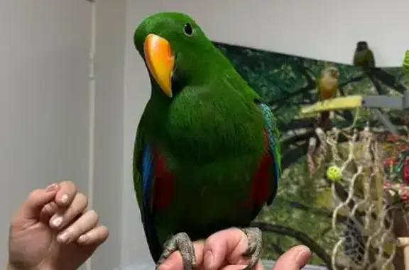 Lost Green Eclectus Parrot in Gladesville