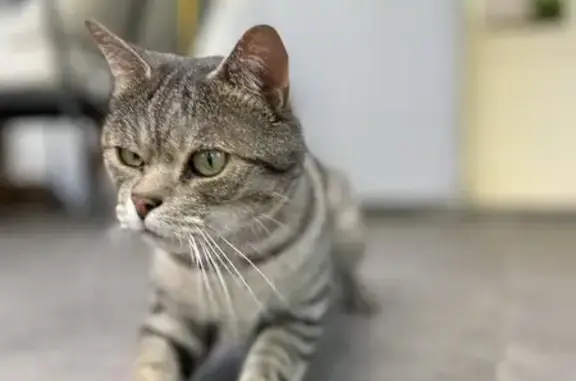 Chat perdu à Saint-Leu, infos recherchées - photo