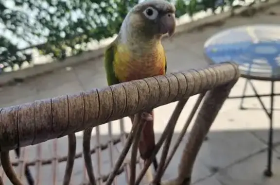 Lost Green Cheek Conure: Help Find Bobo!