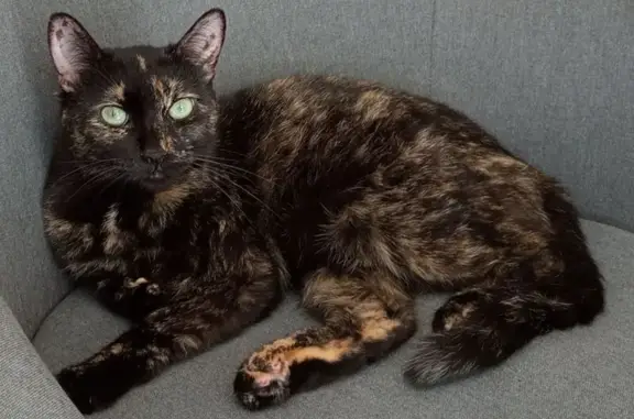 Animaux perdus Talence, photo: Chatte écaille de tortue perdue à Talence