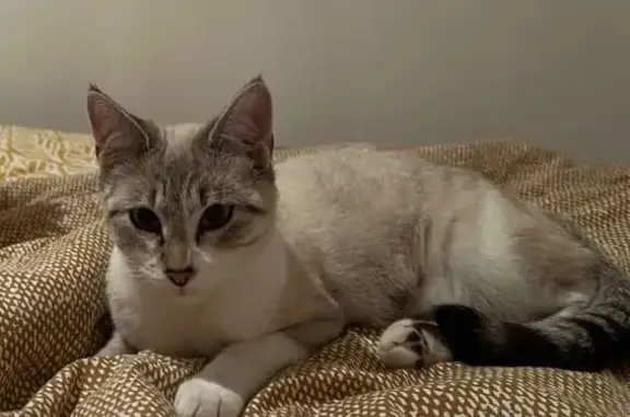 Petite chatte crème disparue à Romanèche-Thorins - photo