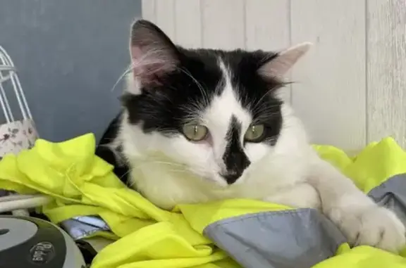 Animaux perdus Châtellerault, photo: Chatte stérilisée perdue à Châtellerault