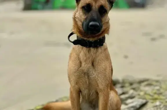 Chien perdu , photo : Chienne Malinoise Perdue à Saint-Martin-du-Tertre