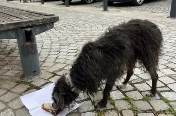Chien âgé trouvé amaigri au Conquet - photo