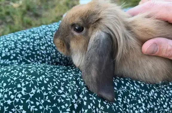 Animales encontrados , foto: ¡Adopta! Conejita Canela Abandonada Busca Hogar
