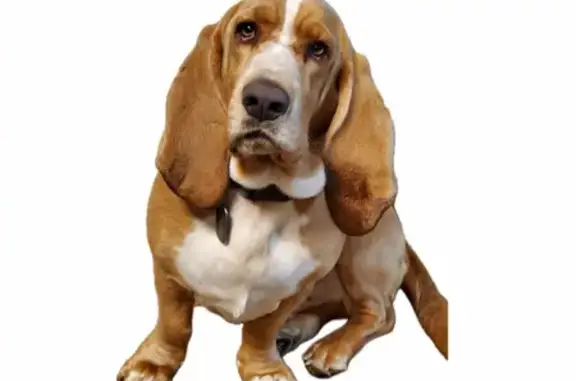 Missing Basset Hound: Golden Brown & White