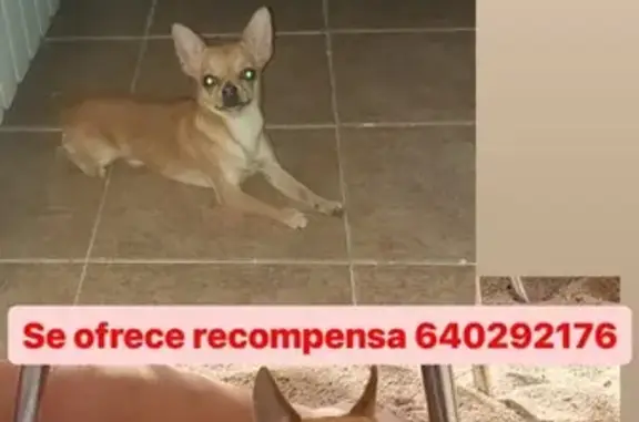 ¡Ayuda! Chihuahua Cobrizo Perdido en Madrid