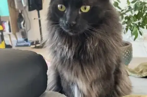 Animaux perdus Bourg-lès-Valence, photo: Chat noir disparu, 5 ans, Bourg-lès-Valence
