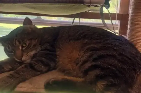 Missing Tabby Cat: Johnny Moon, Powder Springs