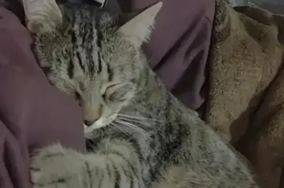 Animales perdidos , foto: ¡Gatito Perdido! Bastion, 6-7 años, Bigotes Quemados