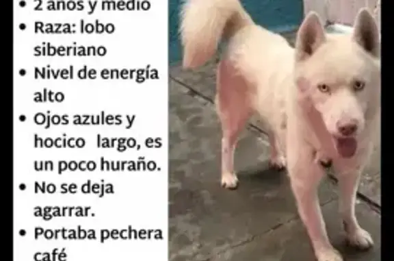 Perro Husky Blanco Perdido en Chimalhuacán