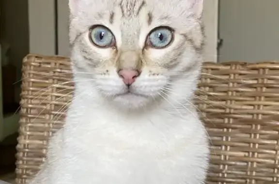 Chat perdu, Limoges, photo: Chat blanc-gris aux yeux bleus perdu à Limoges