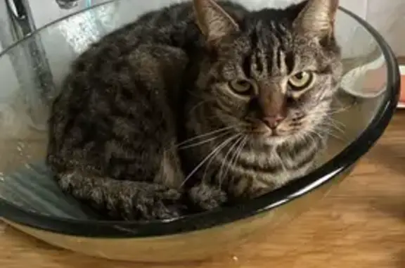 Chat tigré 13 ans disparu à Saintes - photo
