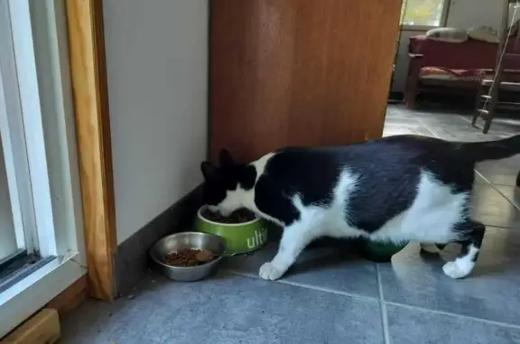 Chat perdu, Saze, photo: Chat Européen noir et blanc perdu à Saze