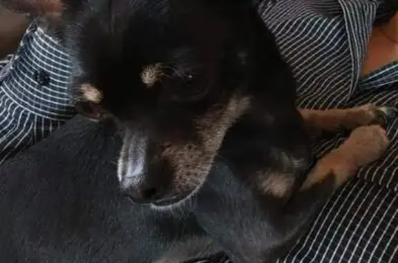 ¡Ayuda! Chihuahua Negro Extraviado en Zacatecas