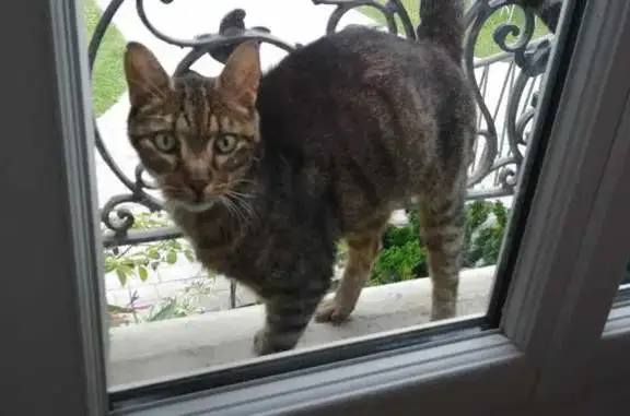 Animaux trouvés Champigny-sur-Marne, photo: Chat tigré noir et marron trouvé à Champigny