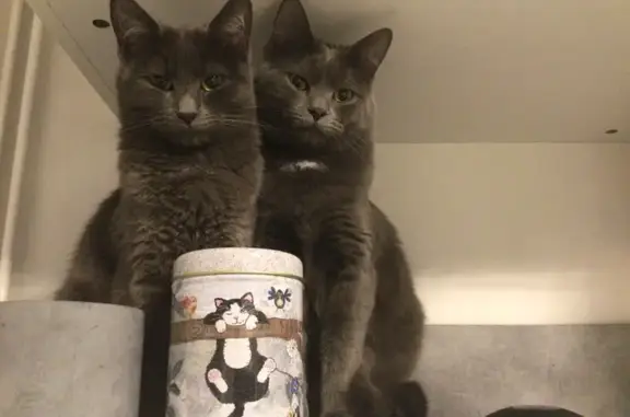 Animaux perdus Joué-lès-Tours, photo: Chatte grise 2 ans perdue à Joué-lès-Tours