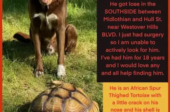 Lost Tortoise: 18yo Male, Chipped Shell, Richmond
