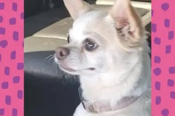 Lost Chihuahua: White & Gold, Mission TX