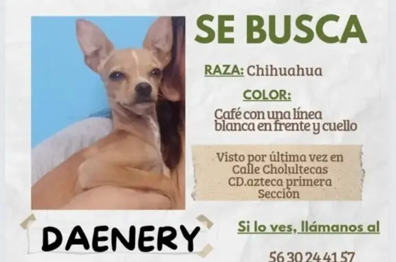 ¡Ayuda! Chihuahua Café Perdido en Ecatepec