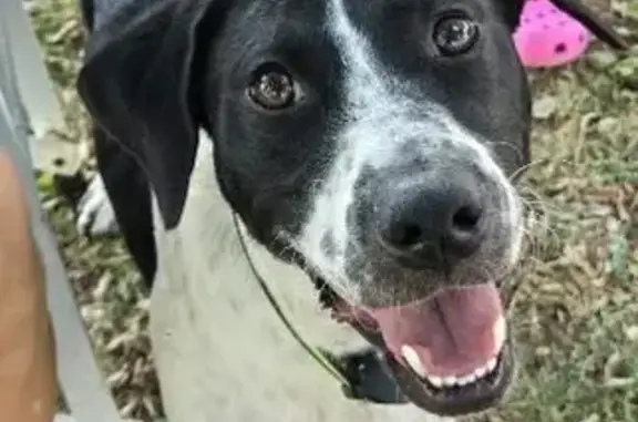 Missing Female Dog in Monroe - Please Help!