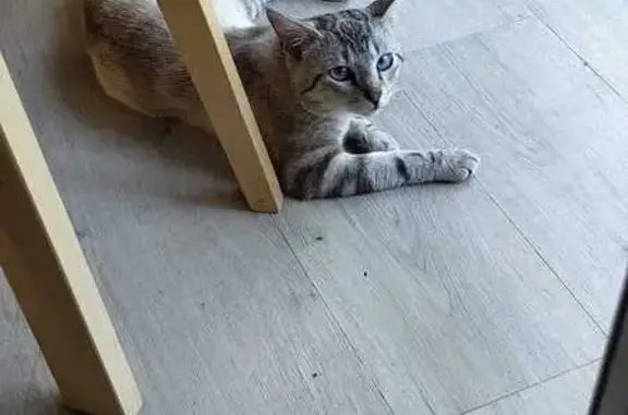 Chat trouvé : poil court, queue cassée, yeux bleus - photo