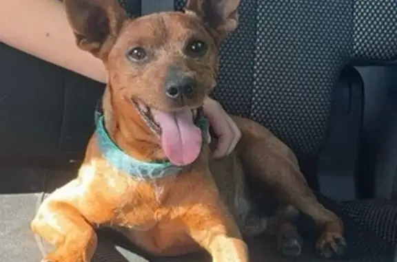 Found: Small Brown Male Dog Near Hwy 96