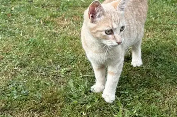 Chaton roux trouvé à Mesplède - photo