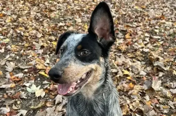 Missing Male Blue Heeler - Louisville, 708