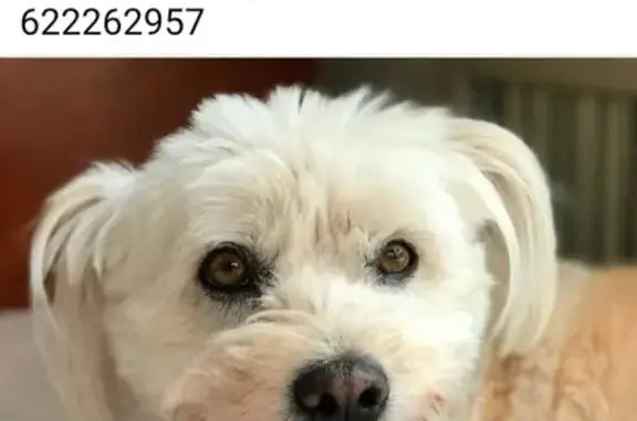 ¡URGENTE! Bichón Maltés Anciano Perdido