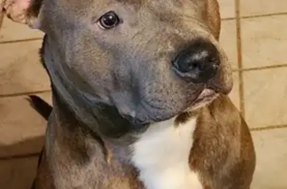 Lost Grey/Brown Brindle Pitbull on Hopkins Ave