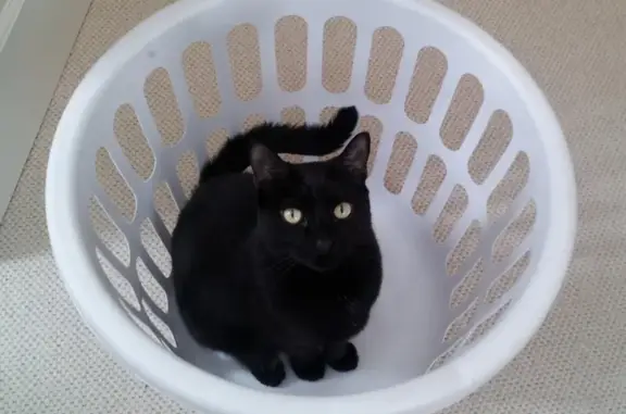 Missing Black Cat: Memphis, Wellesley Area