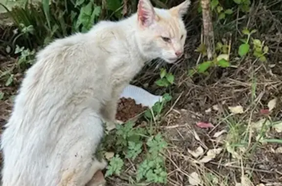 Chatte écrue trouvée près du moulin, Réguiny - photo