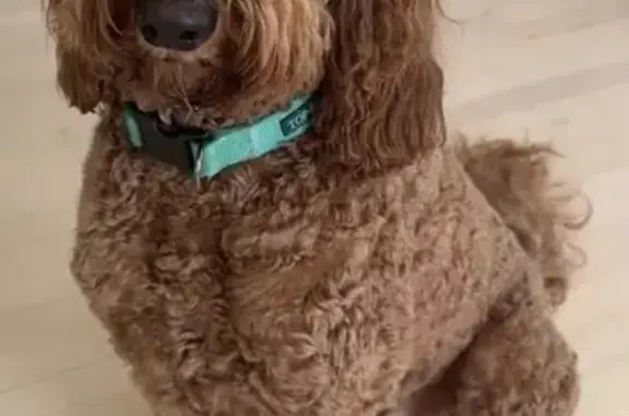 Lost Golden Doodle: Brown/Red, Male, 40lbs